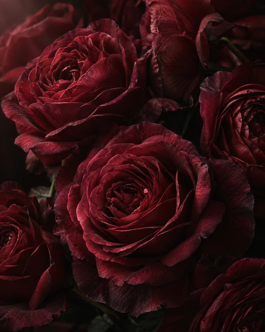 Deep burgundy roses with richly textured petals in soft, directional light